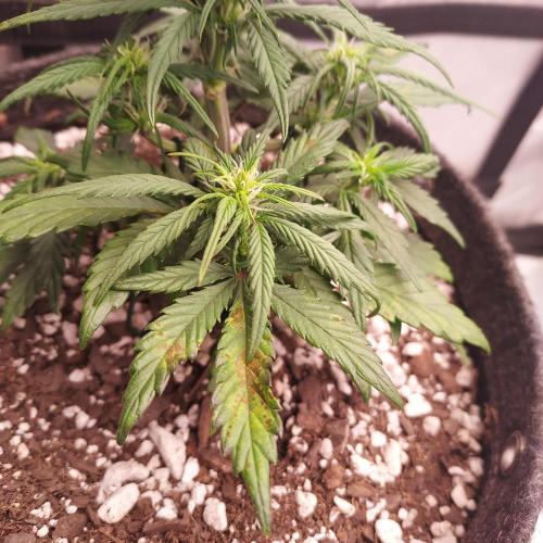 Strawberry Gorilla Auto - 3 Gallon Soil. Week 5 - CalMag or Nitro damage? Day 33