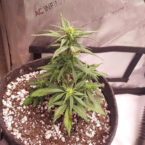 Strawberry Gorilla Auto - 3 Gallon Soil. Week 5