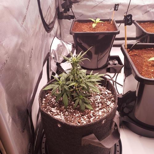 Strawberry Gorilla Auto - 3 Gallon Soil. Week 5 - Day 29