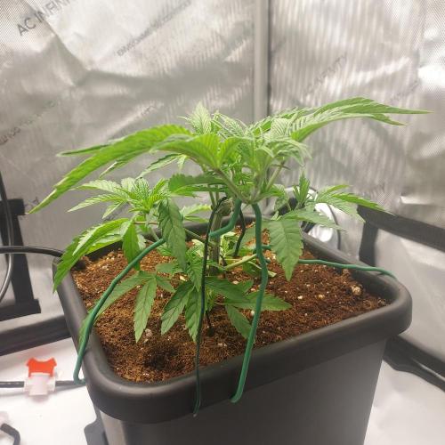 Wedding Gelato - The Bride. Week 4 - Day 28 - Training towards SCROG 