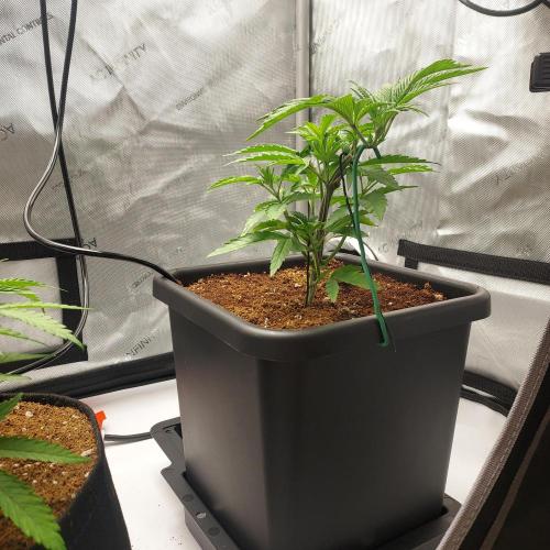 Wedding Gelato - The Bride. Week 4 - Day 28 - 1 day recovery