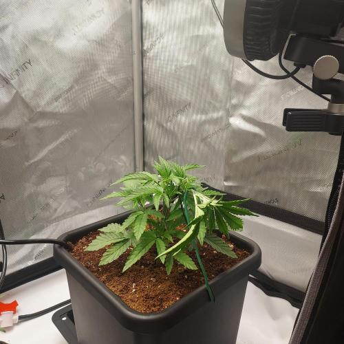 Wedding Gelato - The Bride. Week 4 - Day 27 - first real bend
