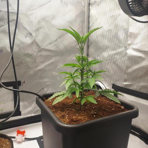 Wedding Gelato - The Bride. Week 4 - Day 27 - loving the autopots on!