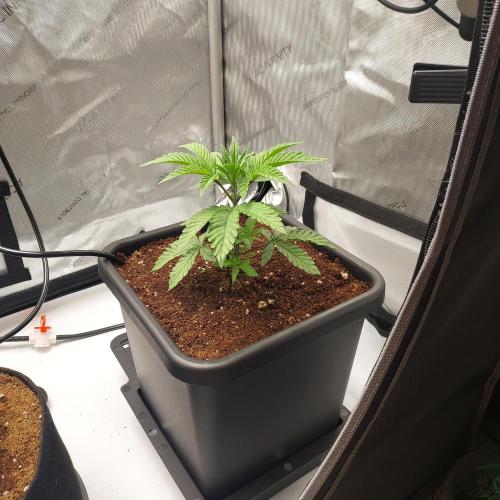 Wedding Gelato - The Bride. Week 4 - Day 24 - No transplant shock!