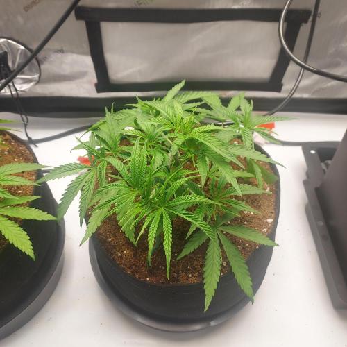 Punch Pie x 2 - Ready for a Knockout!. Week 4 - Day 29 - ScrOG Training