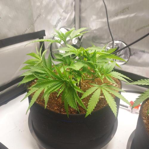 Punch Pie x 2 - Ready for a Knockout!. Week 4 - Day 29 - ScrOG Training