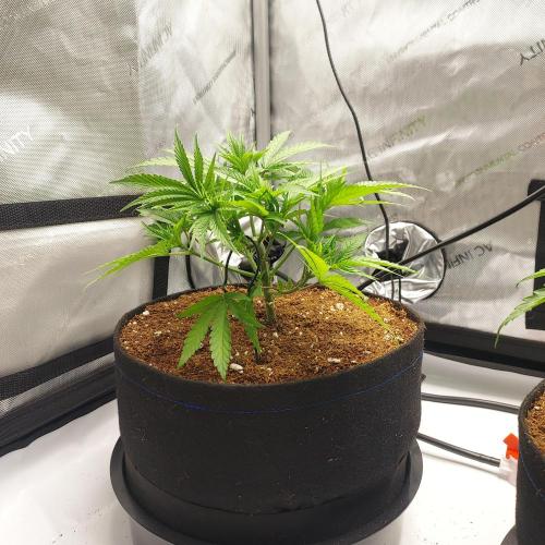 Punch Pie x 2 - Ready for a Knockout!. Week 4 - Day 29 - ScrOG Training