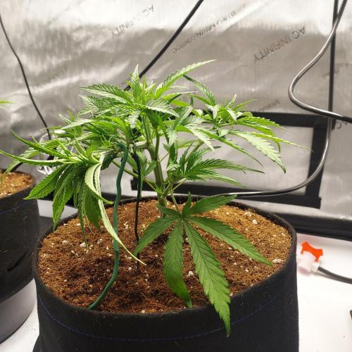 Punch Pie x 2 - Ready for a Knockout!. Week 4 - Day 29 - ScrOG Training