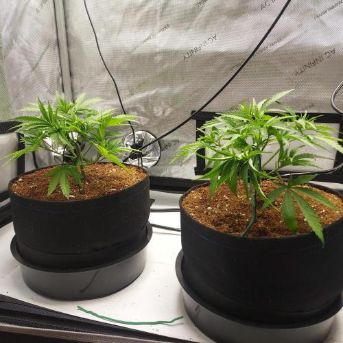 Punch Pie x 2 - Ready for a Knockout!. Week 4 - Day 29 - ScrOG Training