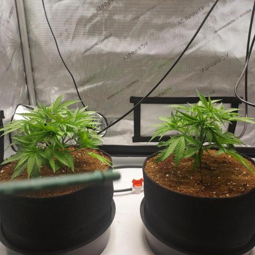 Punch Pie x 2 - Ready for a Knockout!. Week 4 - Day 28