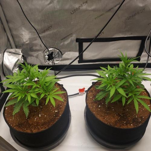 Punch Pie x 2 - Ready for a Knockout!. Week 4 - Day 28