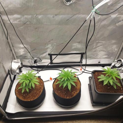 Punch Pie x 2 - Ready for a Knockout!. Week 4 - Day 24