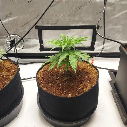 Punch Pie x 2 - Ready for a Knockout!. Week 4 - Dy 24 - Autopots on