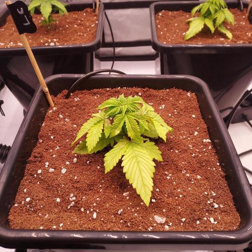 Lemon Cherry Cookies Auto. Week 2 - Day 17: Leaf damage is due to me second guessing training