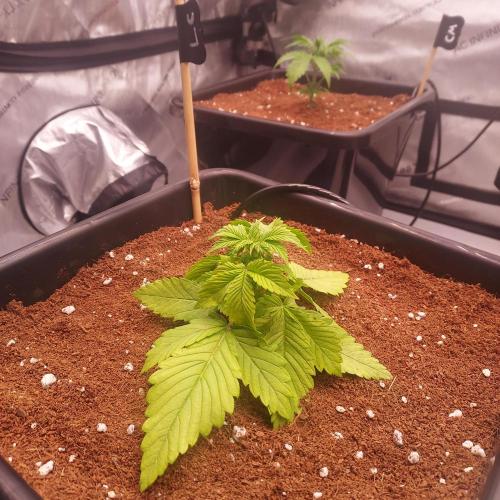 Lemon Cherry Cookies Auto. Week 2 - Leaf damage is due to me second guessing training