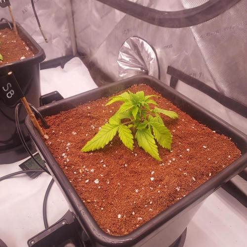 Strawberry Banana Auto. Week 2 - Leaf damage is due to me second guessing training