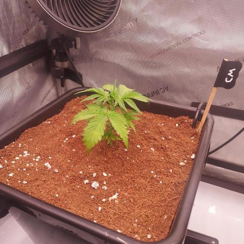 Critical Mass CBD Auto. Week 2 - Day 15 - trimmed lower leaves