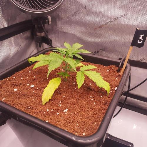 Critical Mass CBD Auto. Week 2 - Day 14