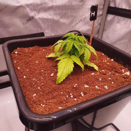 Hyperion F1. Week 2 - Day 17