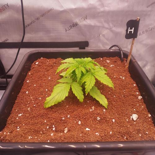 Hyperion F1. Week 2 - Day 15