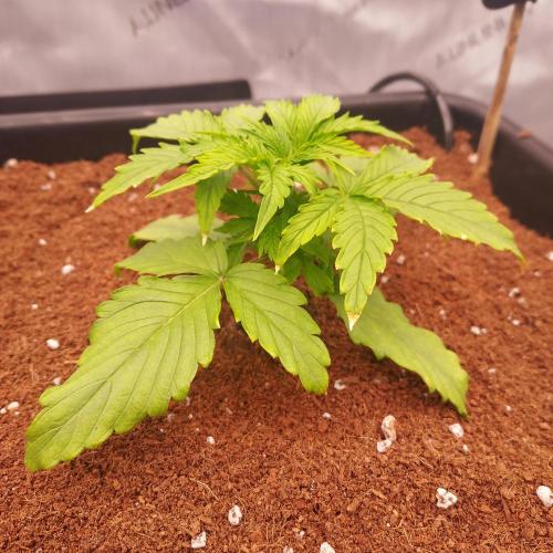 Hyperion F1. Week 2 - Bit of burnt ends here, day 14. I'll remember that for ec limits, not above 1.2 