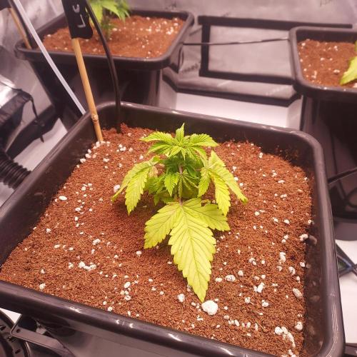 Lemon Cherry Cookies Auto. Week 3 - She looked sad, but I wait!