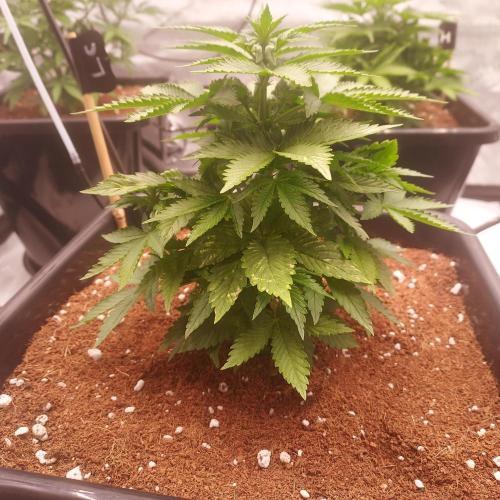 Lemon Cherry Cookies Auto. Week 4 - Day 28 - What a difference, I think she keeps booming too!