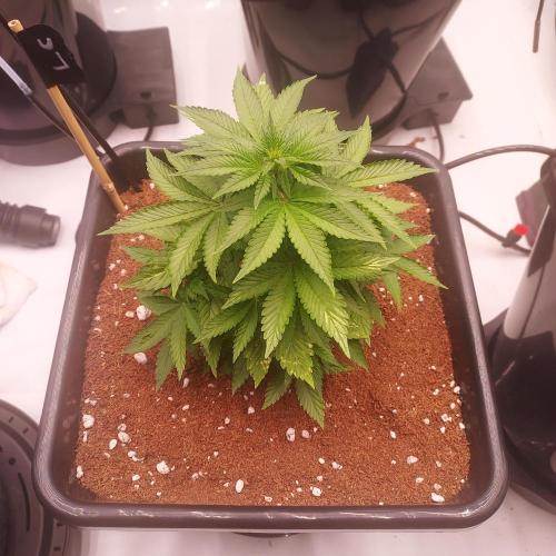 Lemon Cherry Cookies Auto. Week 4 - Day 28 - Boom!