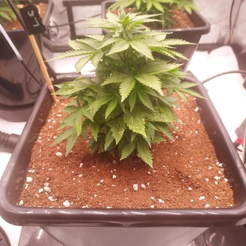 Lemon Cherry Cookies Auto. Week 4 - Day 28 - Beautiful, tight structure 