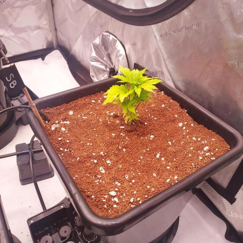 Strawberry Banana Auto. Week 3 - Day 20 - Autopots on! 