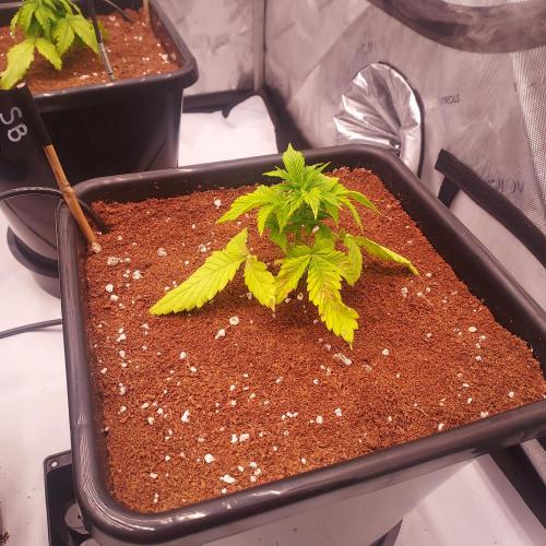 Strawberry Banana Auto. Week 3 - She looks sad like the others, roots are growing!