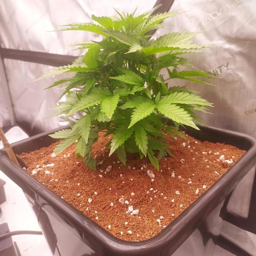 Strawberry Banana Auto. Week 4 - Day 28 - Happy Boom!