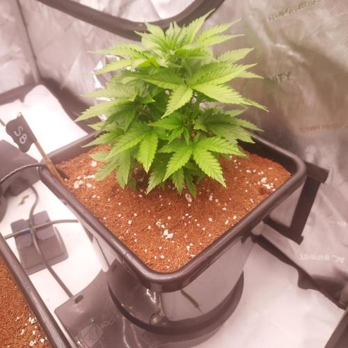 Strawberry Banana Auto. Week 4 - Day 28 - Tight Growth