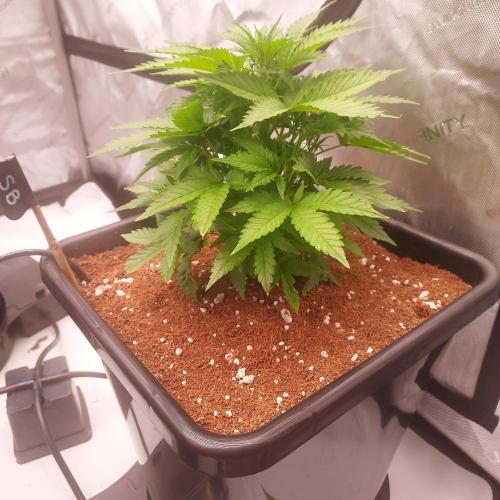 Strawberry Banana Auto. Week 4 - Day 28 - Healthy Structure