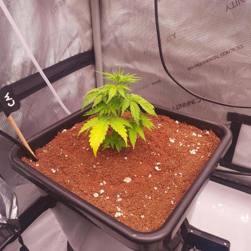 Critical Mass CBD Auto. Week 3 - Day 20 - Autopots On!