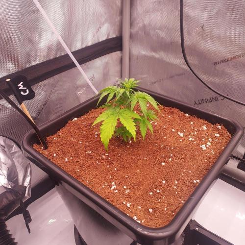 Critical Mass CBD Auto. Week 3 - Best "looking" of them all at this point