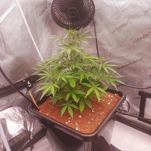 Critical Mass CBD Auto. Week 4 - Day 28 - Nice Boom, Nice Structure!