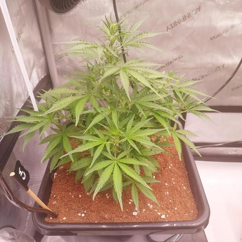 Critical Mass CBD Auto. Week 4 - Day 28 - So Different, But in a Good Way!
