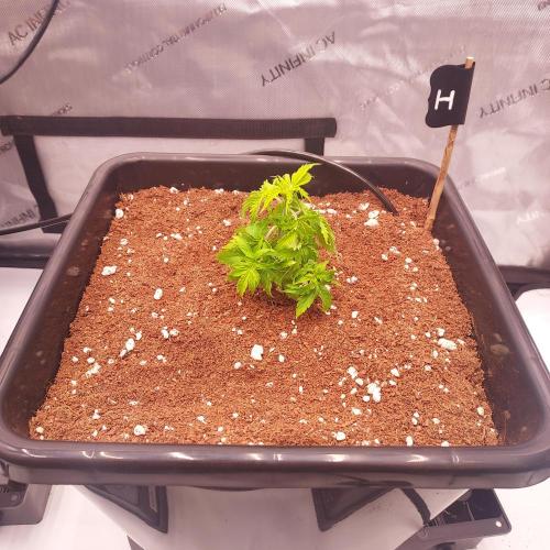 Hyperion F1. Week 3 - Day 20 - Autopots on!