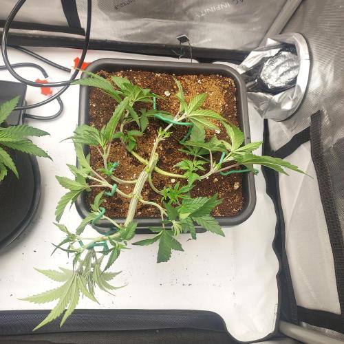 Wedding Gelato - The Bride. Week 5 - Training for SCROG