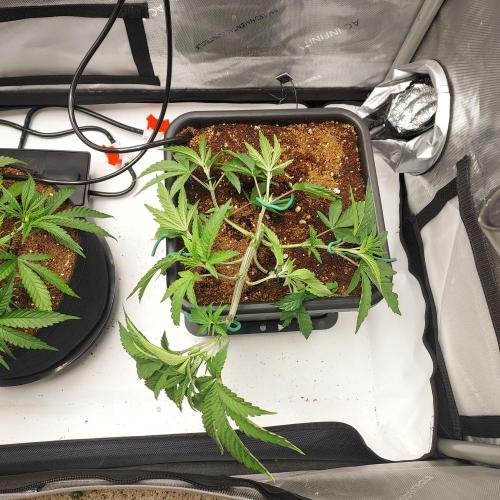 Wedding Gelato - The Bride. Week 5 - Nice Trim