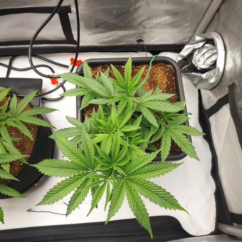 Wedding Gelato - The Bride. Week 5 - Great Veg