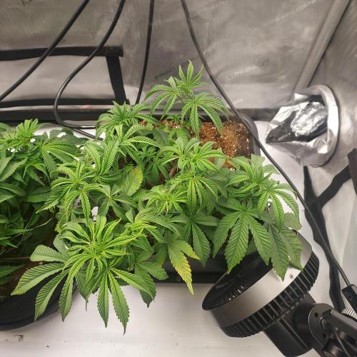 Wedding Gelato - The Bride. Week 6 - Day 41 - Flipped to 12/12 and reservoir filled