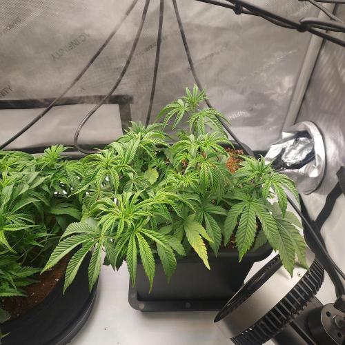 Wedding Gelato - The Bride. Week 6 - Day 41 - Flu A Sad... Empty reservoir