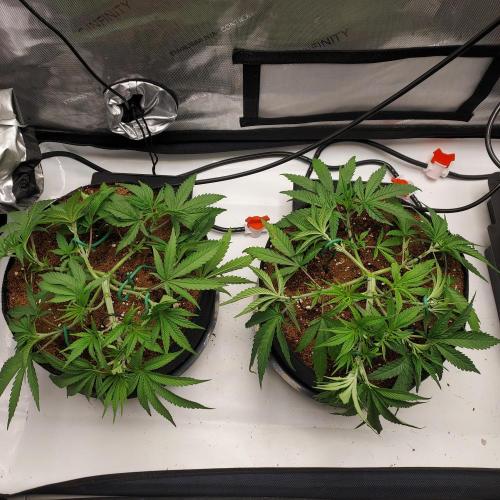 Punch Pie x 2 - Ready for a Knockout!. Week 5 - Day 30 defoliation and retrain