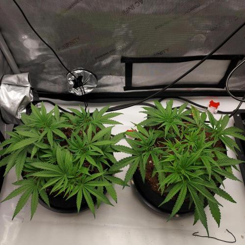 Punch Pie x 2 - Ready for a Knockout!. Week 5 - Day 30 regrowth