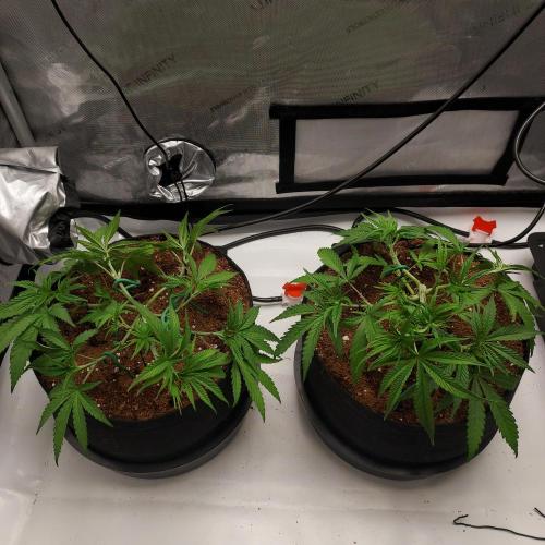 Punch Pie x 2 - Ready for a Knockout!. Week 5 - Together Day 29