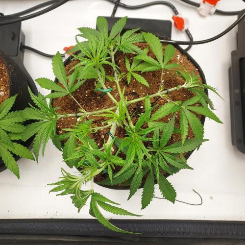 Punch Pie x 2 - Ready for a Knockout!. Week 5 - Day 29 Training