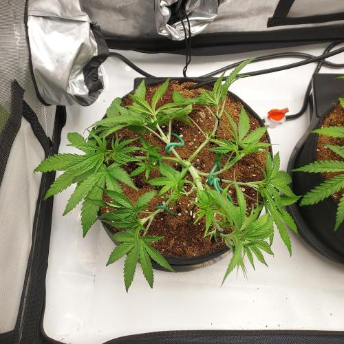 Punch Pie x 2 - Ready for a Knockout!. Week 5 - Day 29 Training