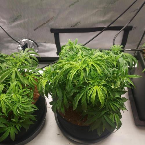 Punch Pie x 2 - Ready for a Knockout!. Week 6 - Day 41 - Reservoir filled and lights flipped 